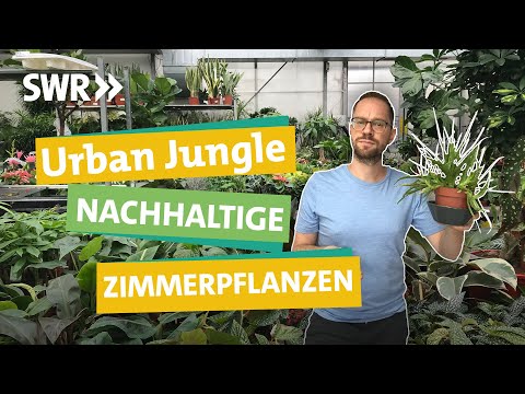 , title : 'Zimmerpflanzen — so wird dein Urban Jungle wirklich grün. I Ökochecker SWR'