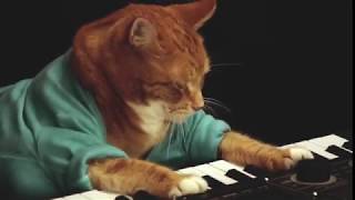 Keyboard Cat Passes Away