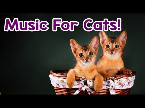 Cat Music: 15 Hours! Help Calm Your Kitten Down! Relaxing Music for this Stressed Cats!