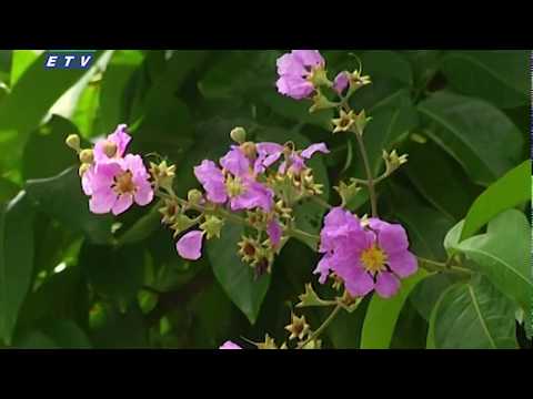 কংক্রিটের নগরে স্বর্গের পরশ || ETV News