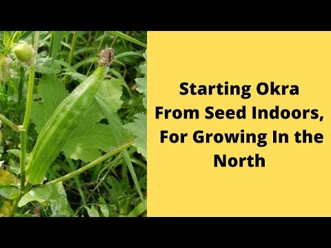 Starting Okra Indoors