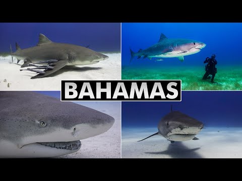 Diving Bahamas: Tiger Beach & Bimini (shark diving)