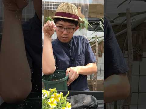 サフィニア、ハンギングペチュニア、ペチュニア x 「サフィニア」