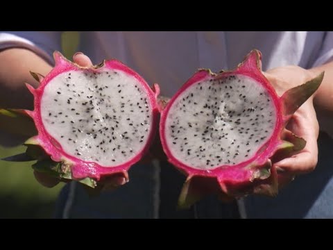 Bom Despacho: produção de pitaya chama atenção no centro-oeste mineiro