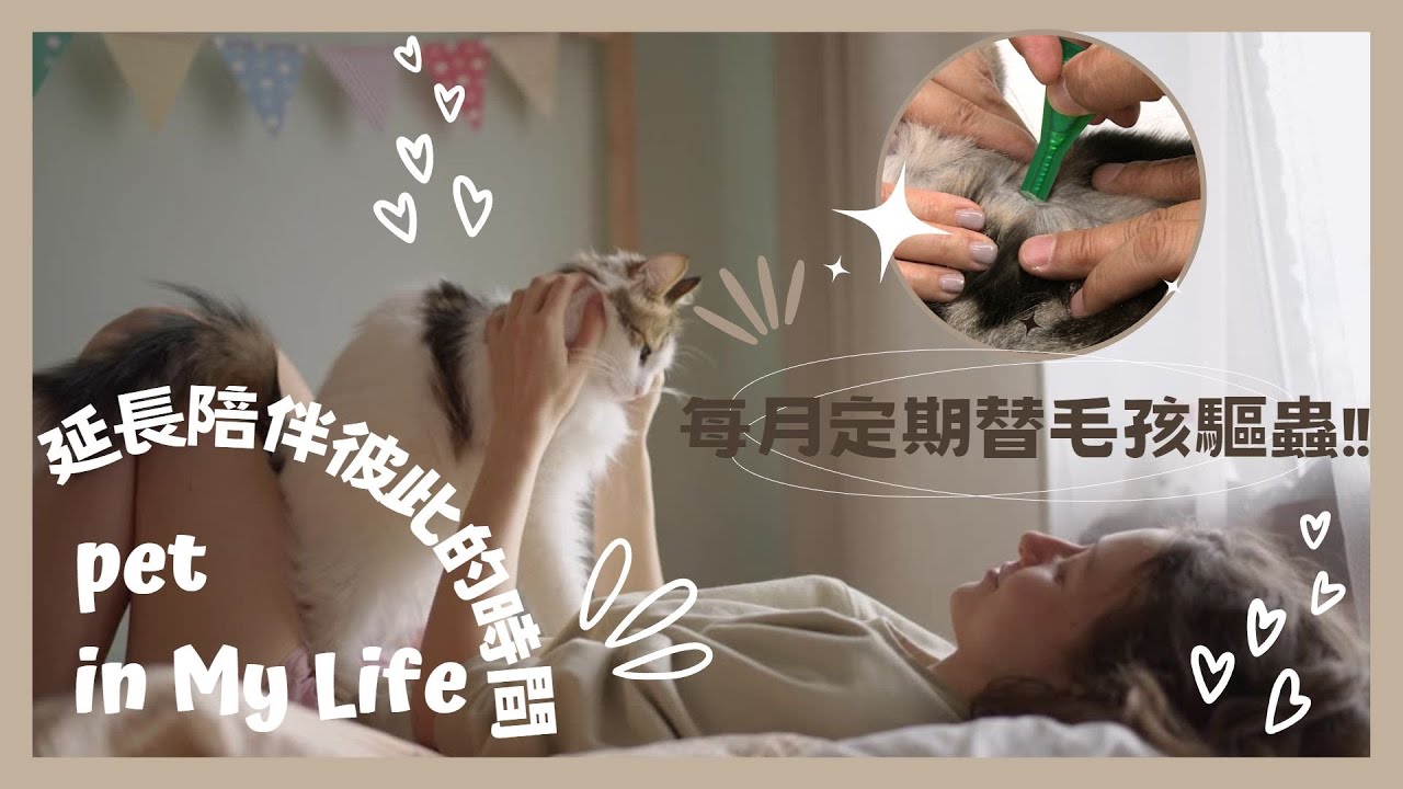 貓狗感染寄生蟲風險大!做好這件事與毛孩同床更安心
