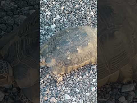 very nice #shortsviral Turtle 🐢 #η χελώνας #ਕੱਛੂ ਕੁੰਮਾ