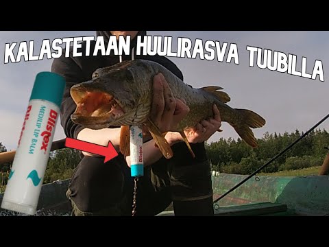 VOIKO HUULIRASVA TUUBILLA SAADA KALAA?