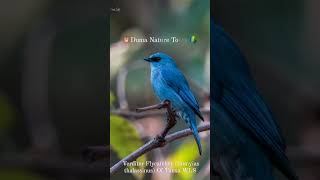 Download lagu Verditer Flycatcher of Tansa WLS #birds #birdwatching #wildlife #tansa #conservation #India #earth mp3 Download lagu Verditer Flycatcher of Tansa WLS #birds #birdwatching #wildlife #tansa #conservation #India #earth mp3