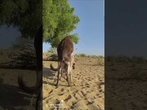 Mr Donkey Ki Garmi Dekho 😜 #viral #video #donkey #animals #dog #goat #horse #pets #like #shorts