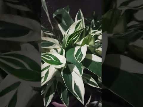 , title : 'Arrowroot plant | Maranta | at Night'