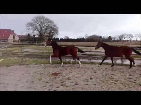 *2015 Hengst von Daily Deal - De Niro