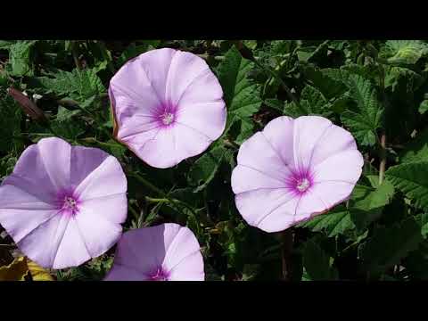 download lagu mp3 mp4 Flor Campanilla Rosa, download lagu Flor Campanilla Rosa gratis, unduh video klip Flor Campanilla Rosa