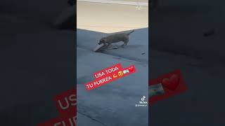 USA TODA TU FUERZA #parati #viral #foryou #animal #dog