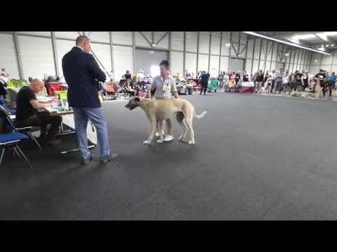 Nat VDH Ausstellung Rüden Jugendklasse Irish Wolfhound