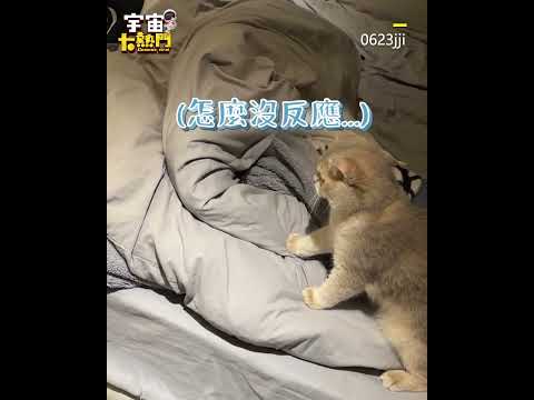 貓咪床頭對戰超巨喇牙！關鍵一拳這波操作太欠看@cosmosviral #shorts