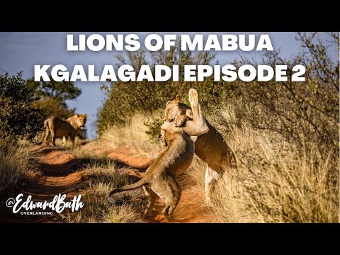 KGALAGADI | LIONS OF MABUA | THE MOST AMAZING SIGHTING EVER | Episode 2