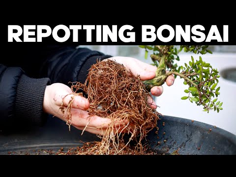 How to Repot a Bonsai Tree for Beginners