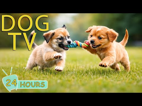 DOG TV: Best Videos Entertain All Day for Dogs No Anxiety When Home Alone - Relax Music for Dogs