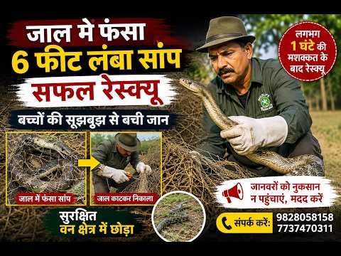 जाल में फंसे 6 फीट लंबे सांप का रेस्क्यू | बच्चों की सूझबूझ से बची जान | Wildlife Rescue Udaipur