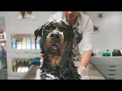 Show Dogs (Clip 'My Eyes, They Burn')
