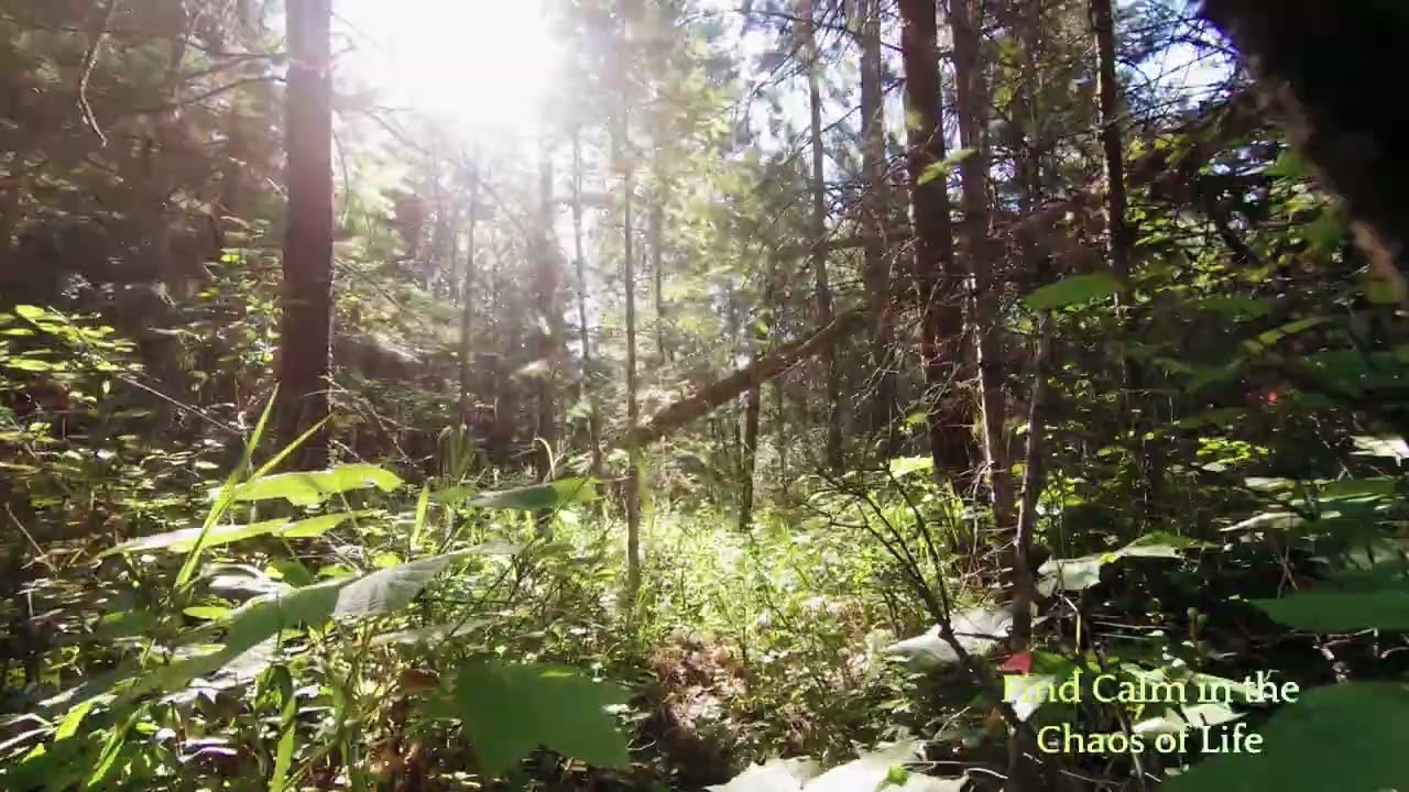 Explore the VA Meditation App: Your Guide to Calm, va meditation app