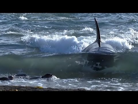 Sea Life Documentary - Monster Killer Whales Hunting Elephant Seals