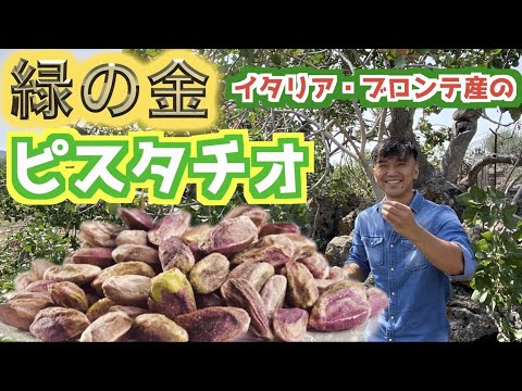 ピスタチオの木 植物