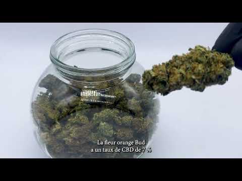 Présentation Orange Buds