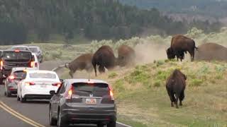 [問卦] 猩猩吃素為什麼那麼壯