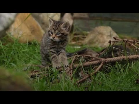 Birth of Scottish wildcat kittens is sign of hope for species, conservationists say