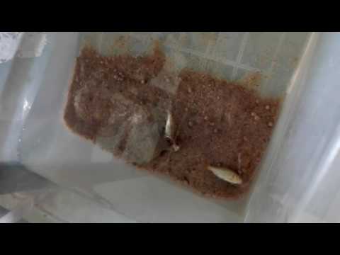 Con Ba Ba ăn cá nhanh nhat