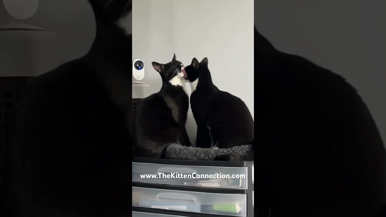 Enlarge Stella, a Adoptable Domestic Short Hair in Manorville, NY video 5/5