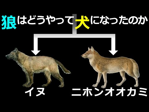 なぜオオカミは月に向かって吠えるのでしょうか?