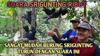 Download lagu ampuh.. SUARA SRIGUNTING RIBUT yang sangat mudah SRIGUNTING mendekat mp3