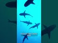 Are cocaine sharks swimming off the coast of Florida?