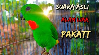 Download lagu suara serindit memanggil  asli alam liar...!!! mp3