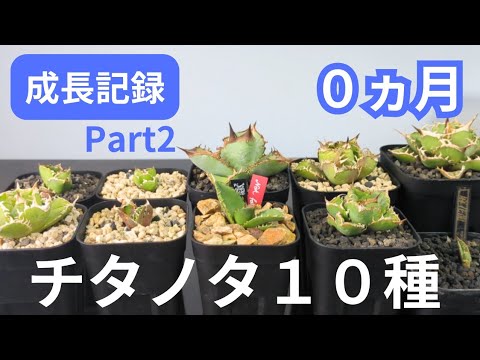 園芸 ドワーフアガベ、ミニチュアアガベ