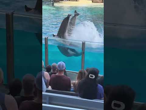 Show de delfines dolpind