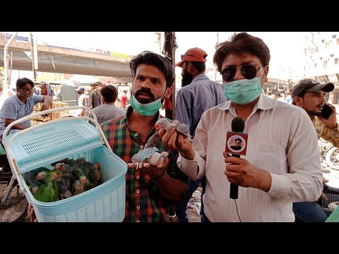 Pahadi tote ke bacha Price in Birds Market Lalukhet Karachi All Parrot Price Update