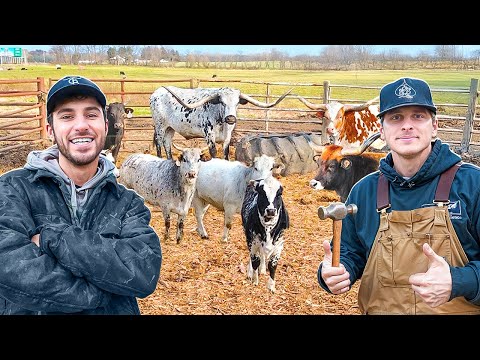 We FINALLY Built A New Home For Our Rodeo Cows! 