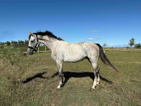 Concetto PS CHACOON BLUE x CONTHARGOS - Video 4 video thumbnail