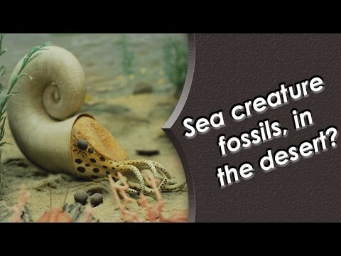 Real Jurassic Park : Dinosaur National Monument Stump Formation