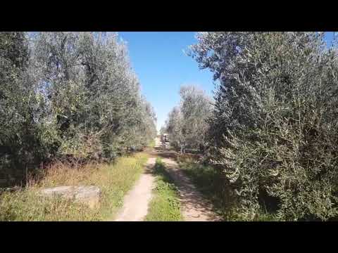 Giannellaoliveoil Harvest 2018