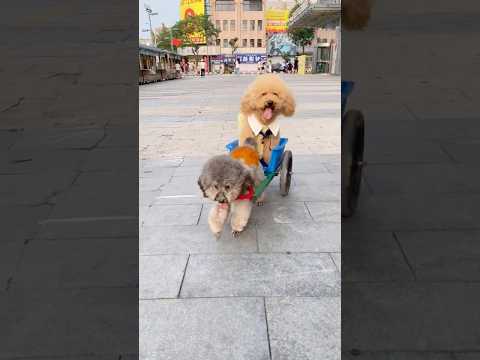 I miei due cuccioli tirano il carretto da soli per giocare