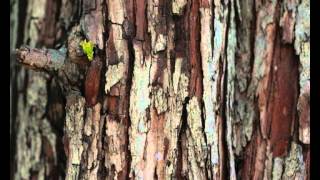 John Cage: Experiences No.2 (1948)