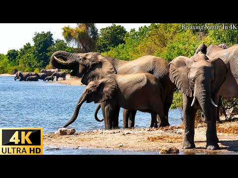 4K African Wildlife: ELEPHANTS - Relaxing Music With Video About African Wildlife(Video 4K ULTRA HD)