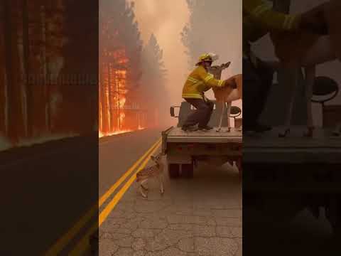 Firefighter Rescues Deer Family from Wildfire!