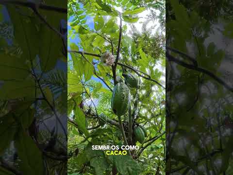 🌿 ¡Tu propia finca en la naturaleza de Morona Santiago por solo $24,500! 🏡✨