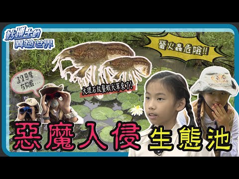 大愛電視【妙博士的異想世界】大理石紋螯蝦