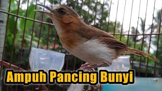 Download lagu Planduk Bukit Gacor Ampuh Pancing Bunyi mp3